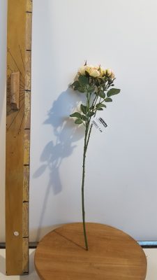 roos l50cm geel