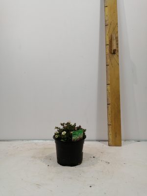 saxifraga
