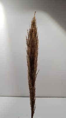 stem wild cortaderia sleeved l145.0