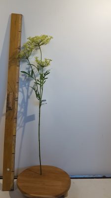 Wildwortel l80cm groen