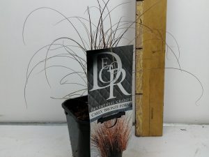 Carex 'Bronze Form'