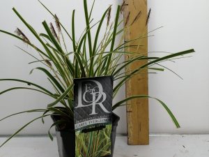 Carex 'Everglow'