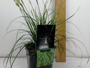 Carex 'Evergreen'