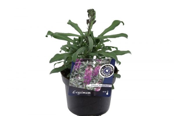 Erysimum lin. Bowles Mauve