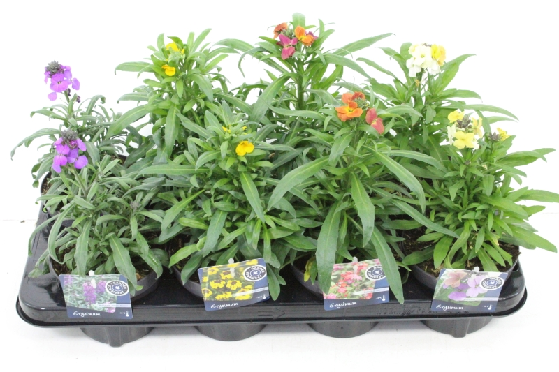 Erysimum linifolium mix=