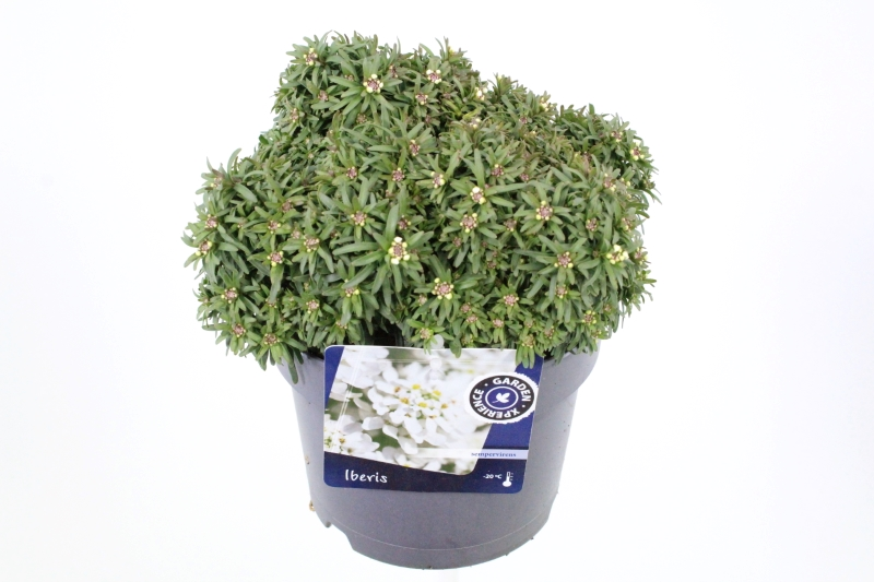 Iberis sempervirens Fischbeck