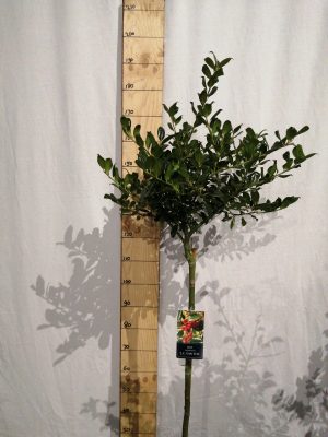 Ilex aq. ‘J.C. van Tol’