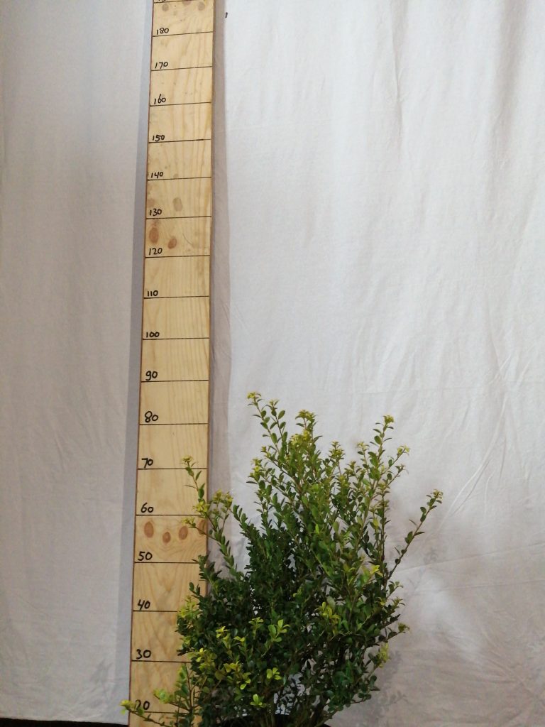 Ilex Crenata Green Hedge De Florahoek