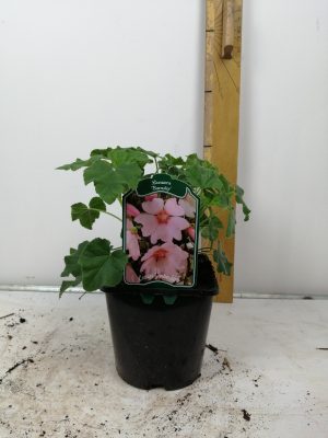 Lavatera (H)