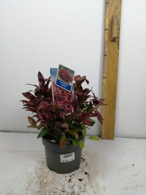 Leucothoe ‘Zeblid’
