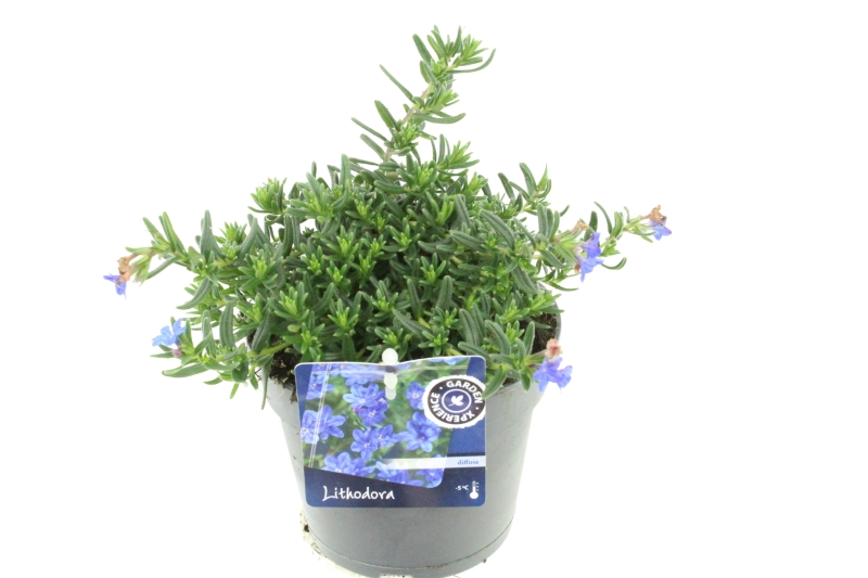 Lithodora diffusa Grace Ward