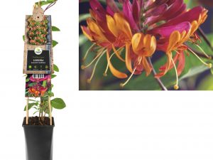 Lonicera heckrottii 'Goldflame'