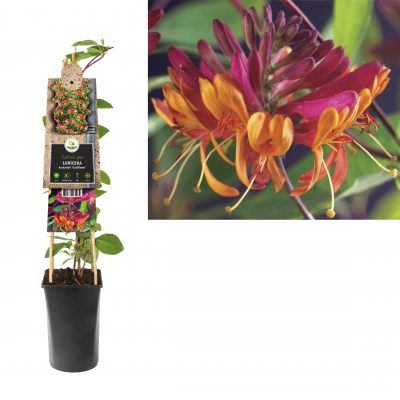 lonicera h. goldflame p16 3.0