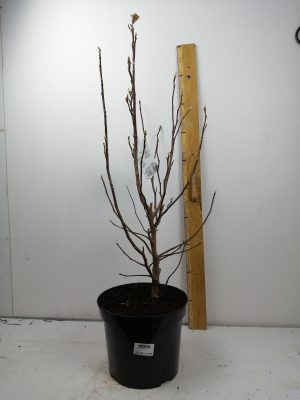 Magnolia ‘Susan’