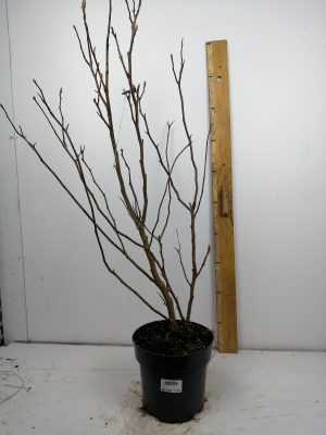 Magnolia ‘Susan’