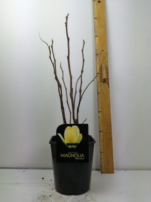 Magnolia denudata Yellow River