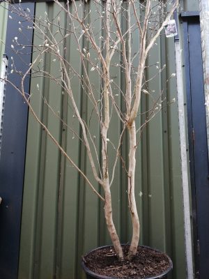 Magnolia loebneri ‘Leonard Messel’