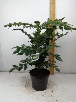 Mahonia bealei
