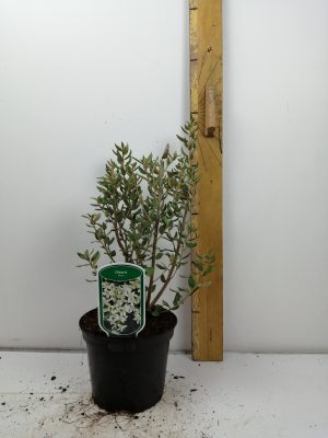 Olearia haastii