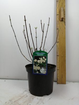 Philadelphus ‘Snowbelle’