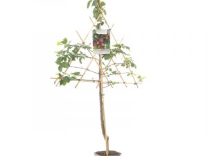 Prunus dom. Opal leivorm