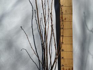 Prunus subh. 'Autumnalis Rosea' F