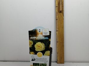 Rosa 'Bayerngold'®