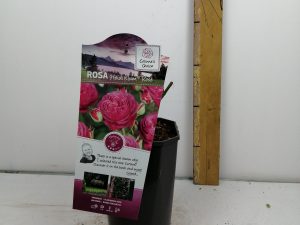 Rosa 'Heidi Klum'® Rose