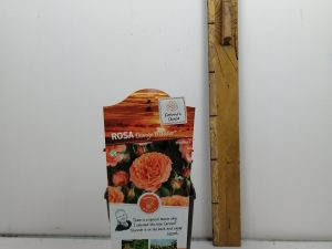 Rosa 'Orange Meilove'®