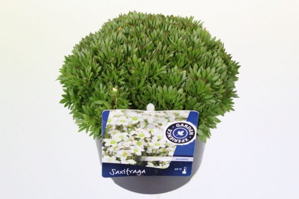 Saxifraga Arendsii Marto Rose