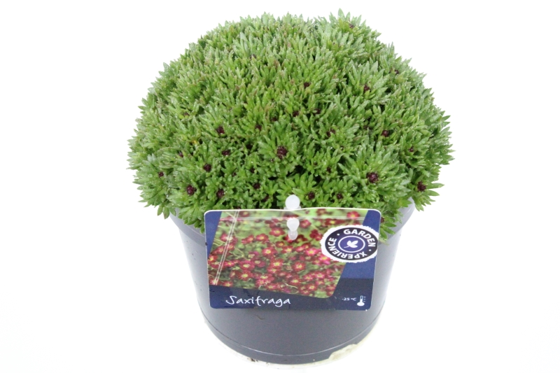 Saxifraga Touran Deep Red