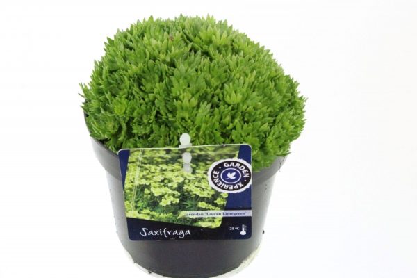 Saxifraga Touran Limegreen