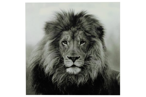 schilderij leeuw b vk wild life l zwart/