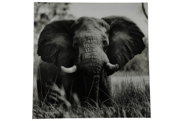 Schilderij olifant vk Dumas zwart/wit