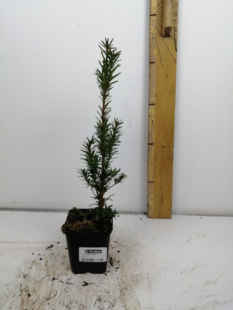 taxus-media-hicksii-de-florahoek