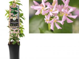 Trachelospermum as. Pink Air