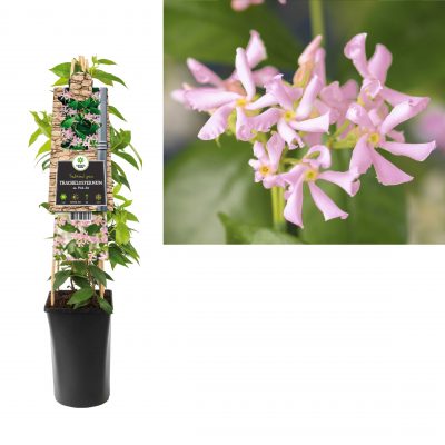 trachelospermum pink air p16 3.0
