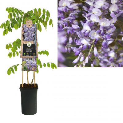 wisteria sinensis ‘prolific’