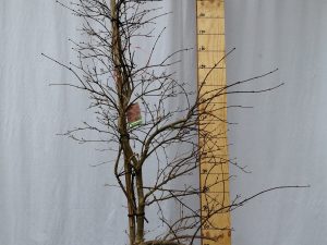acer palmatum dissectum garnet clt 30 150/175 fontana