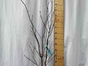 acer palmatum fireglow clt 18 100/125 cesp.