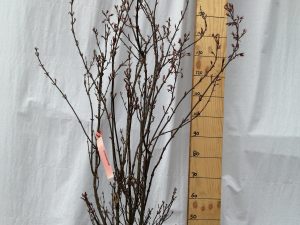 acer palmatum skeeter’s broom clt 12 125/150 cesp.