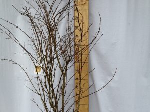 acer palmatum summer gold clt 25-30 125/150 cesp.