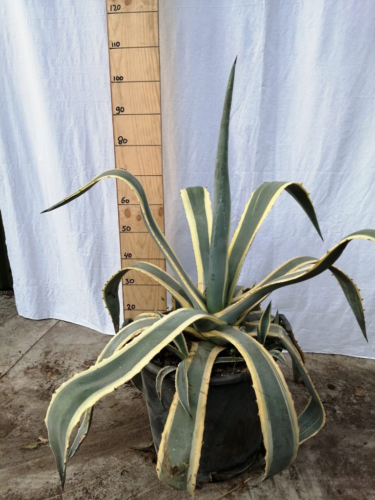 agave-americana-variegata-de-florahoek