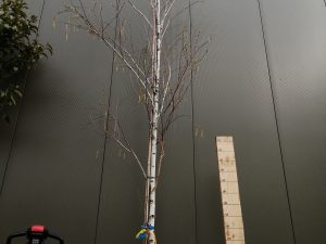 betula alba [b. verrucosa - b. pendula] clt 90 20-25 alto fusto