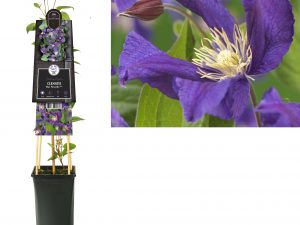 Clematis Blue Pirouette PBR