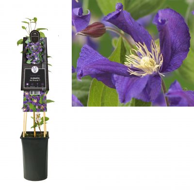 clematis blue pirouette pbr