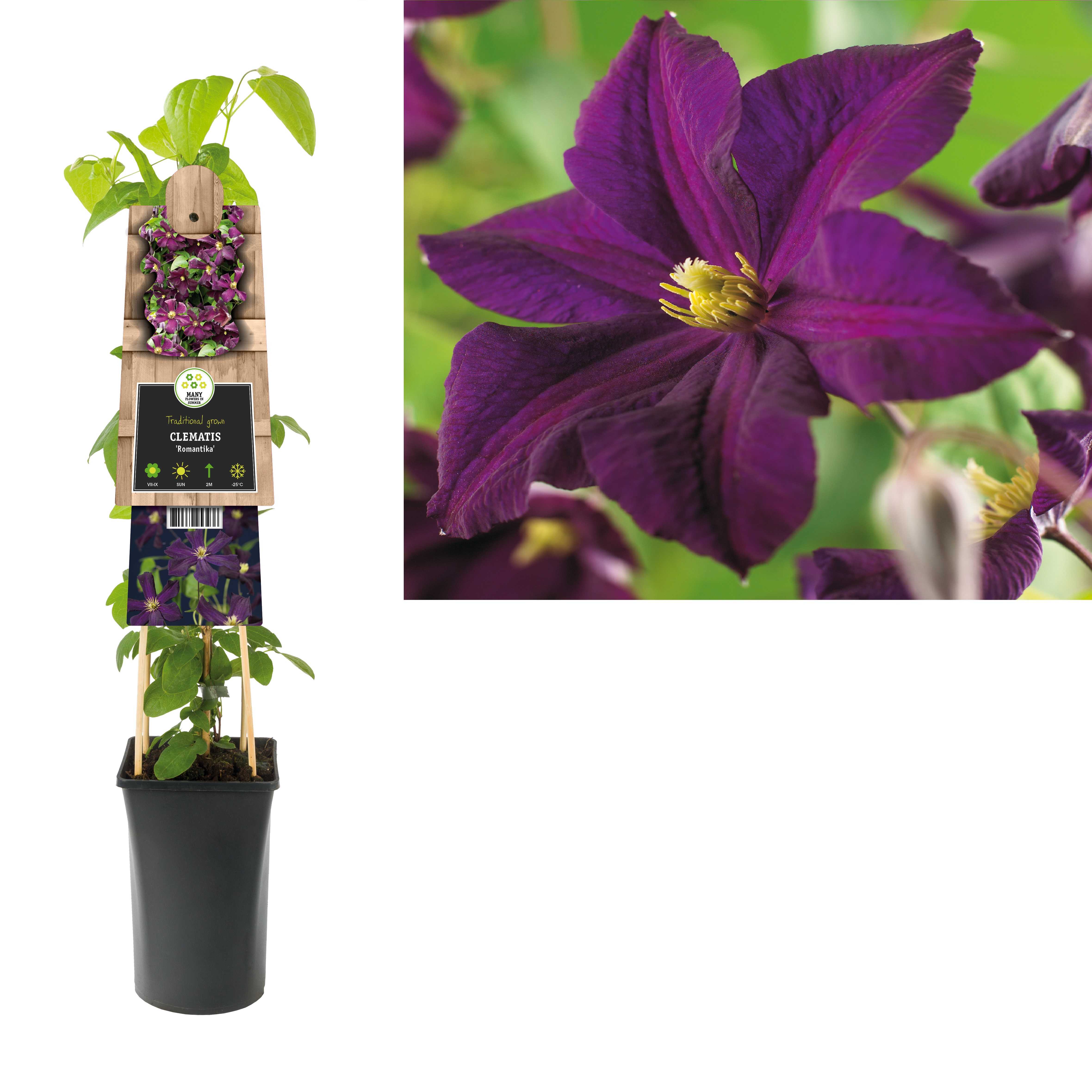 clematis-romantika-de-florahoek