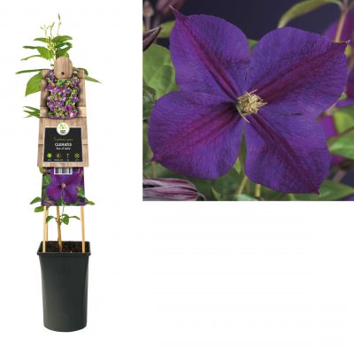 clematis ‘star of india’