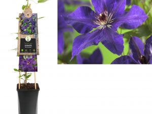 Clematis 'The President'