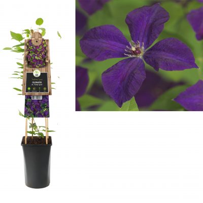 clematis vit. ‘polish spirit’